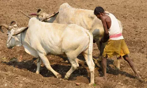 भारत का 42 फीसदी भूमि क्षेत्र सूखे की चपेट में, चुनावी वर्ष में खेती की हालत बद्तर