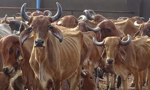 शादी में गौ मांस की अफवाह पर दो मुस्लिमों पर हमला, 2010 के बाद से यह 80वीं घटना