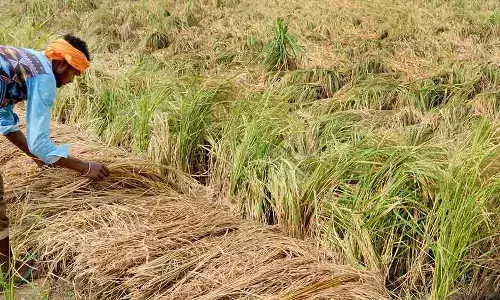 जलवायु परिवर्तन से भारत में बढ़ सकती है भूखे लोगों की संख्या जलवायु परिवर्तन से भारत में बढ़ सकती है भूखे लोगों की संख्या