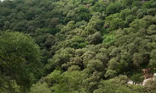 अरावली के जंगल नहीं रहे, तो दिल्ली और गुड़गांव भी नहीं रहेंगे