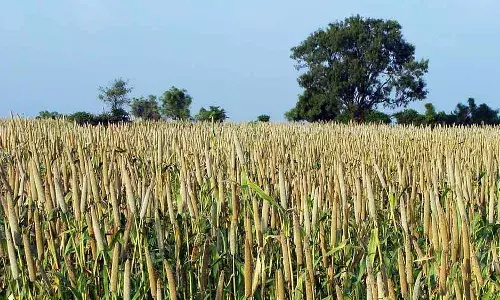 भारत में मोटा अनाज गरीबों, स्कूलों के मध्य भोजन तक पहुंचने के लिए तैयार भारत में मोटा अनाज गरीबों, स्कूलों के मध्य भोजन तक पहुंचने के लिए तैयार