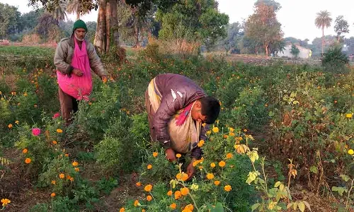 नोटबंदी के एक साल बाद भी नकदी रहित अर्थव्यवस्था में क्यों नहीं शरीक हो पा रहे फूलों के किसान ? नोटबंदी के एक साल बाद भी नकदी रहित अर्थव्यवस्था में क्यों नहीं शरीक हो पा रहे फूलों के किसान ?
