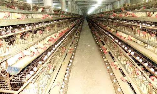 भारत में खाद्य पशुओं में एंटीबायोटिक का दुरुपयोग को कैसे कम सकता है कम ? भारत में खाद्य पशुओं में एंटीबायोटिक का दुरुपयोग को कैसे कम सकता है कम ?