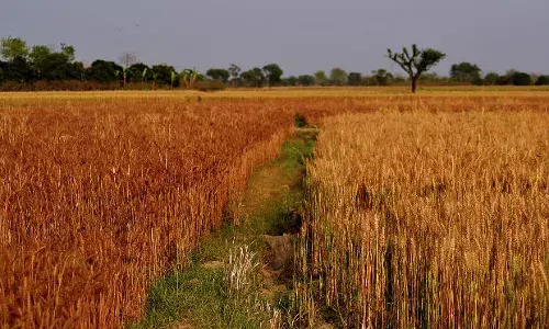 वायुमंडल में सीओ2 के बढ़ जाने से  आवश्यक पोषक तत्वों की कमी वाले खाद्य फसल का उत्पादन वायुमंडल में सीओ2 के बढ़ जाने से  आवश्यक पोषक तत्वों की कमी वाले खाद्य फसल का उत्पादन
