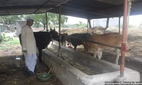 क्यों किसान पुंडलिकराव उकार्दे नहीं पालना चाहते हैं गाय?