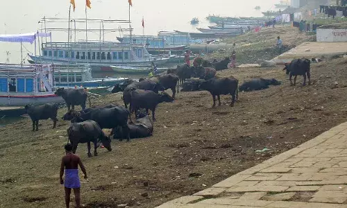 सिकुड़ रही है चारणभूमि, 2021 से शुरू हो जाएगी दूध की किलल्त, करना पड़ सकता है दूध का आयात