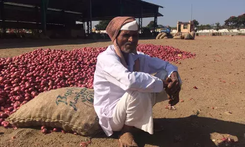 आधे गिरे प्याज के दाम, लड़खड़ाए किसानों के पास नकद नहीं, नकद के बिना कोई काम नहीं आधे गिरे प्याज के दाम, लड़खड़ाए किसानों के पास नकद नहीं, नकद के बिना कोई काम नहीं