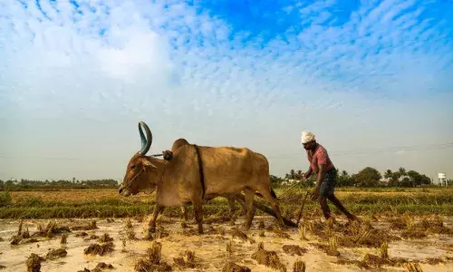 भारत की असल चुनौती: 263 मिलियन खेतिहर मजदूर भारत की असल चुनौती: 263 मिलियन खेतिहर मजदूर