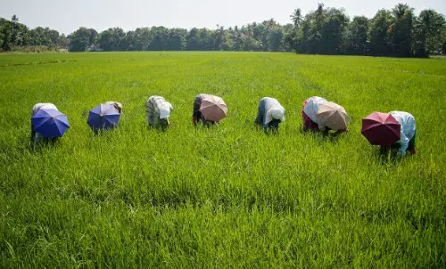कृषि विकास 0.02%, ग्रामीण- शहरी के बीच बढ़ता फासला कृषि विकास 0.02%, ग्रामीण- शहरी के बीच बढ़ता फासला