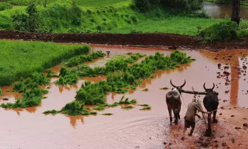भारत के किसानों का भविष्य अत्यंत कठिन दौर में –शोध रिपोर्ट्स भारत के किसानों का भविष्य अत्यंत कठिन दौर में –शोध रिपोर्ट्स