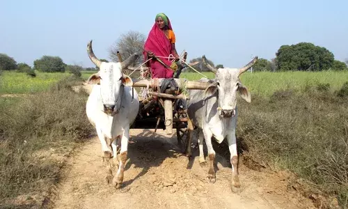 संकट में घिरती हुई भारत की खामोश महिला किसान संकट में घिरती हुई भारत की खामोश महिला किसान