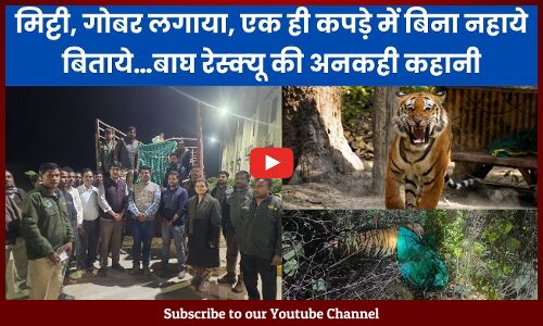 म‍िट्टी, गोबर लगाया, एक ही कपड़े में कई द‍िन ब‍िना नहाये ब‍िताये…बाघ रेस्‍क्‍यू की कहानी
